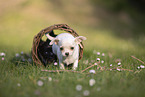 Chihuahua Puppy