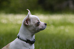 Chihuahua Puppy