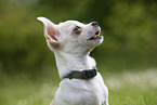 Chihuahua Puppy