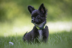 Chihuahua Puppy