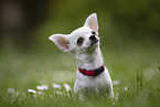 Chihuahua Puppy