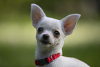 Chihuahua Puppy