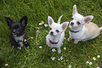 Chihuahua Puppies