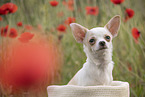 young Chihuahua