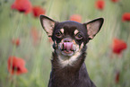 young Chihuahua