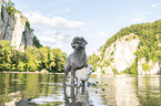 Standard Poodle and Chihuahua