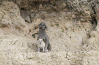 Standard Poodle and Chihuahua