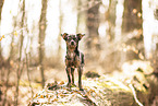 Chihuahua