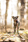 Chihuahua