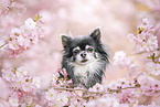 Chihuahua Senior