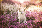 longhaired Chihuahua