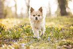 longhaired Chihuahua