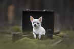 Chihuahua