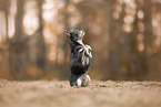 Chihuahua