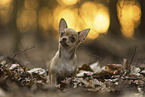 Chihuahua