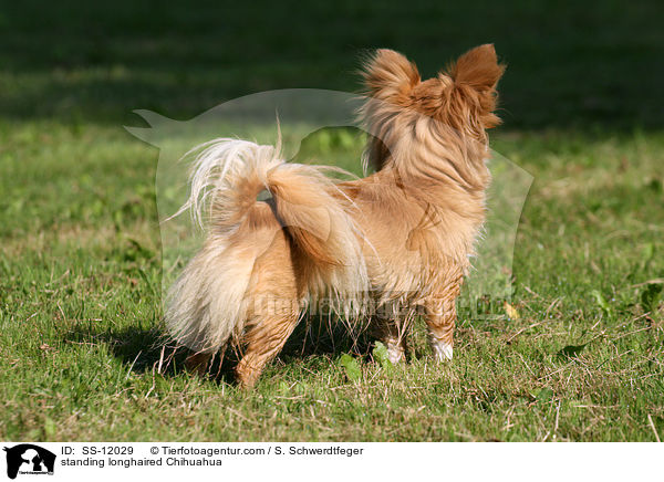 standing longhaired Chihuahua / SS-12029