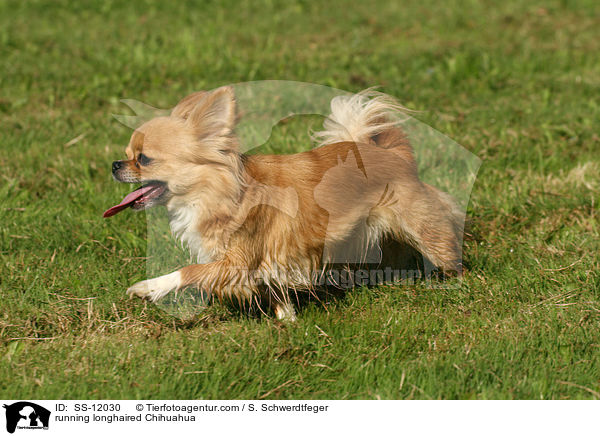 running longhaired Chihuahua / SS-12030
