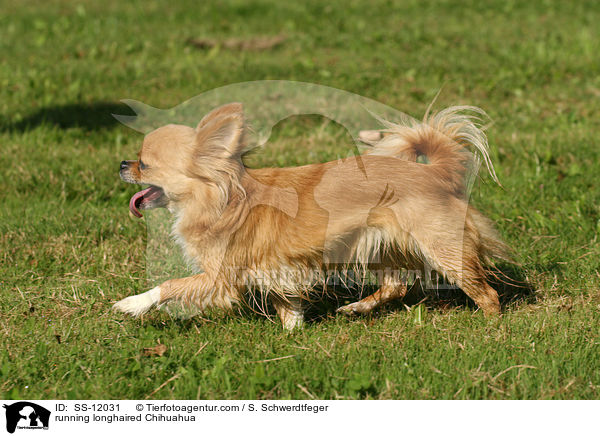 running longhaired Chihuahua / SS-12031