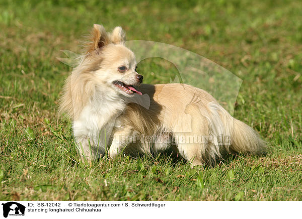 stehender Chihuahua / standing longhaired Chihuahua / SS-12042