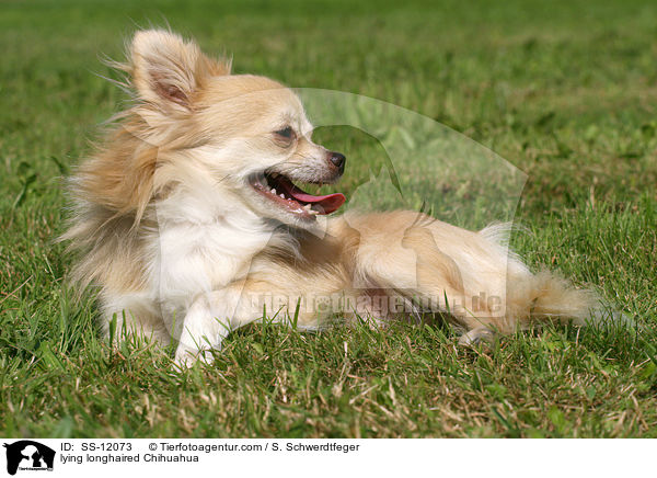 lying longhaired Chihuahua / SS-12073