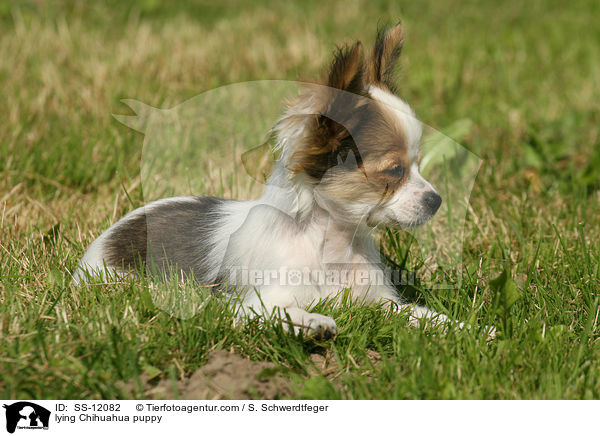 lying Chihuahua puppy / SS-12082
