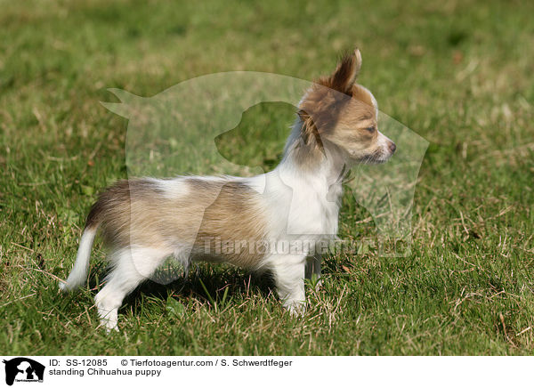 standing Chihuahua puppy / SS-12085