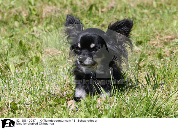 lying longhaired Chihuahua / SS-12087