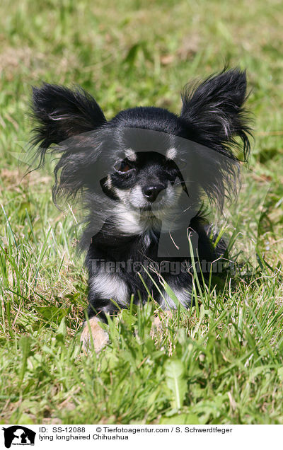 lying longhaired Chihuahua / SS-12088