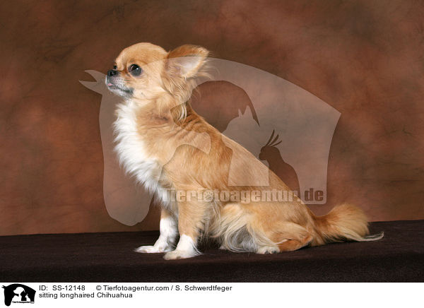 sitzender Langhaarchihuahua / sitting longhaired Chihuahua / SS-12148