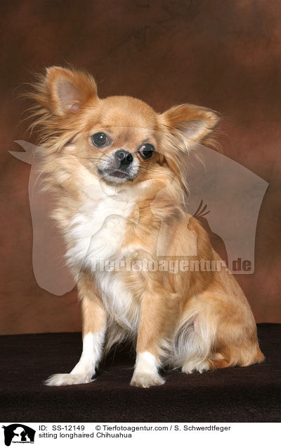 sitzender Langhaarchihuahua / sitting longhaired Chihuahua / SS-12149