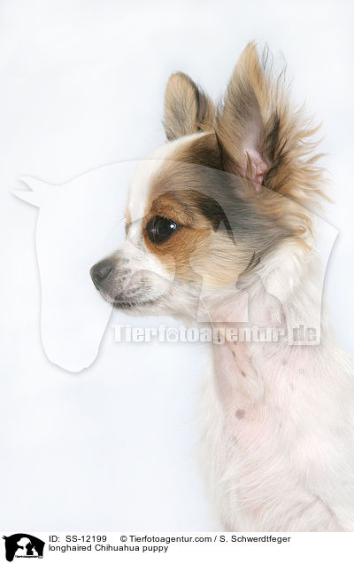 Langhaarchihuahua Welpe / longhaired Chihuahua puppy / SS-12199