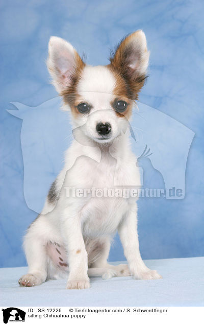 sitzender Chihuahua Welpe / sitting Chihuahua puppy / SS-12226