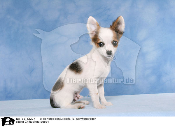 sitzender Chihuahua Welpe / sitting Chihuahua puppy / SS-12227