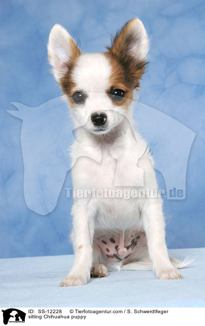 sitzender Chihuahua Welpe / sitting Chihuahua puppy / SS-12228