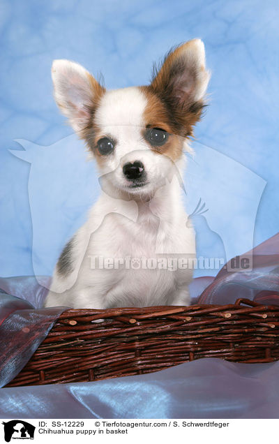 Chihuahua Welpe im Krbchen / Chihuahua puppy in basket / SS-12229