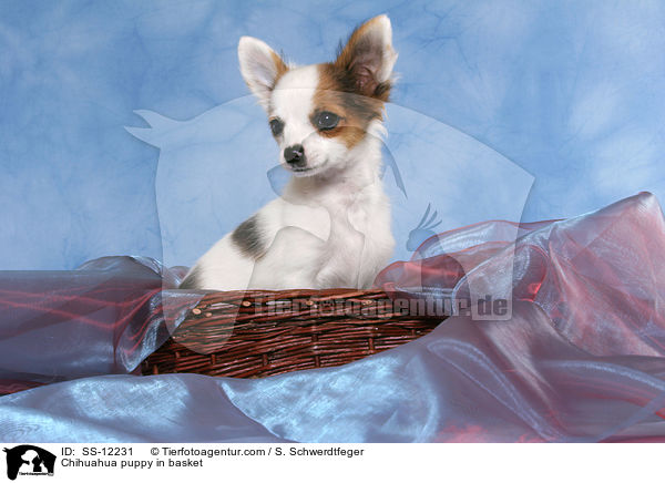 Chihuahua Welpe im Krbchen / Chihuahua puppy in basket / SS-12231