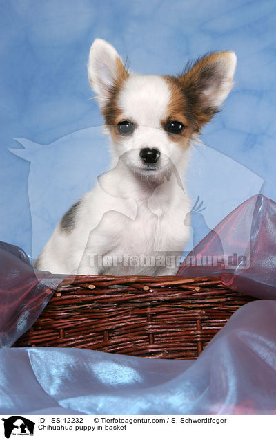 Chihuahua Welpe im Krbchen / Chihuahua puppy in basket / SS-12232