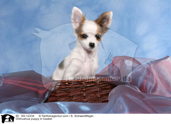 Chihuahua Welpe im Krbchen / Chihuahua puppy in basket / SS-12234