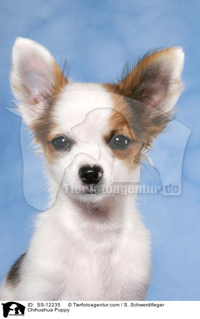Chihuahua Welpe / Chihuahua Puppy / SS-12235