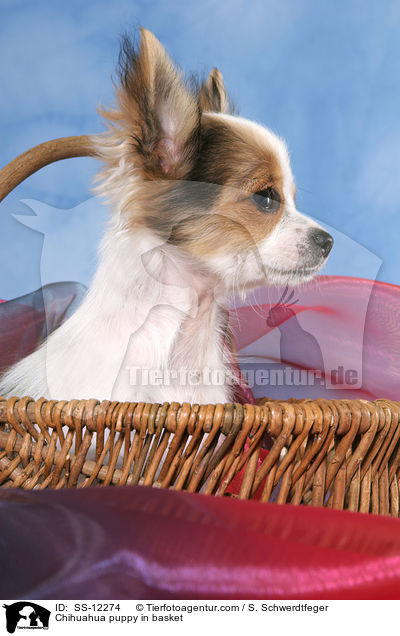 Chihuahua Welpe im Krbchen / Chihuahua puppy in basket / SS-12274