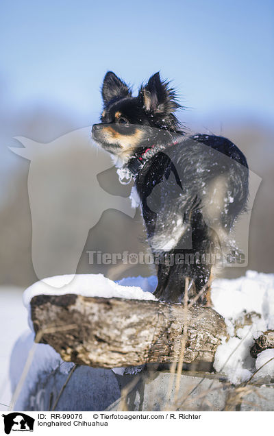 Langhaarchihuahua / longhaired Chihuahua / RR-99076