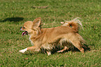 running longhaired Chihuahua