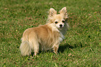 standing longhaired Chihuahua