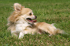 lying longhaired Chihuahua