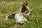 lying Chihuahua puppy