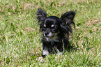 lying longhaired Chihuahua