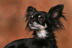 longhaired Chihuahua Portrait