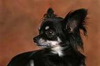 longhaired Chihuahua Portrait