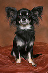 sitting longhaired Chihuahua