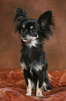 standing longhaired Chihuahua